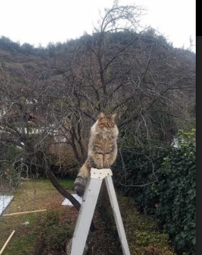 文班亚马爆发，活塞末节带走广东队，一场跨越时空的篮球幻想对决